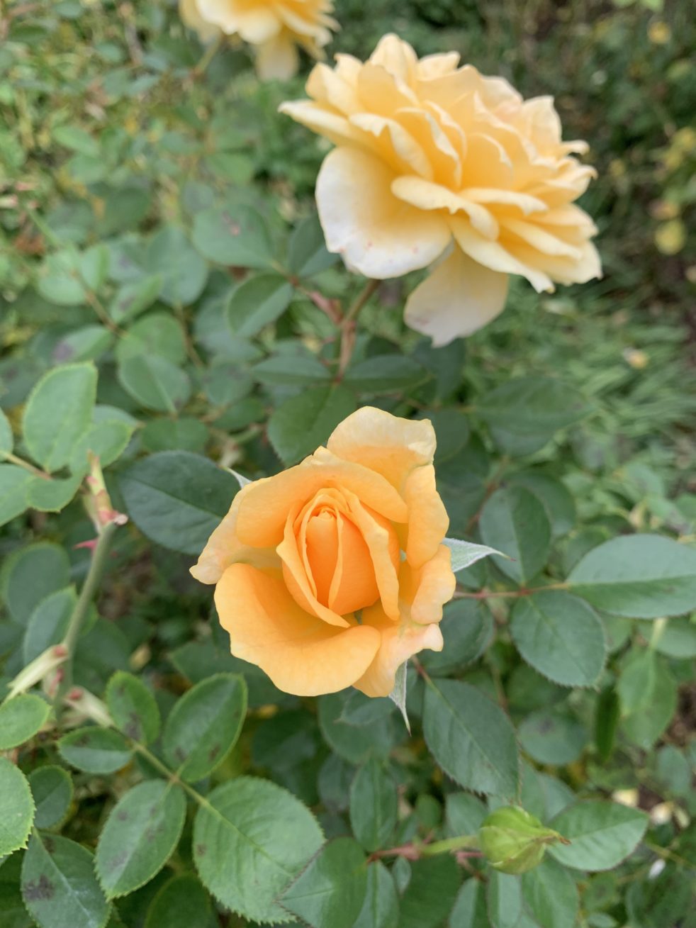 Yellow Rose