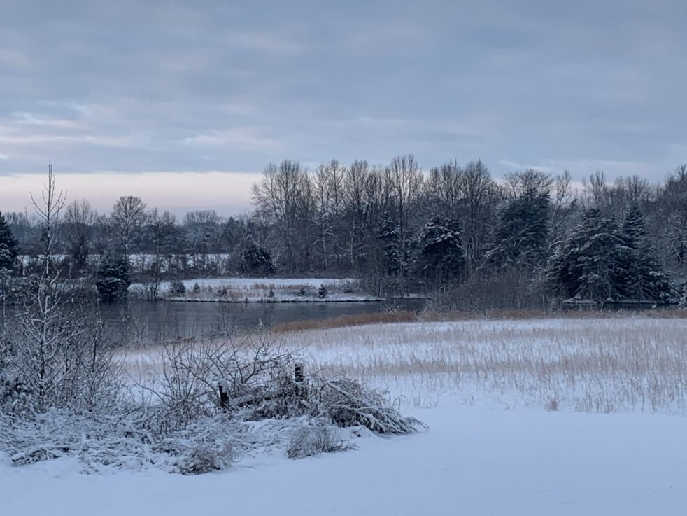 A pond and trees in winter